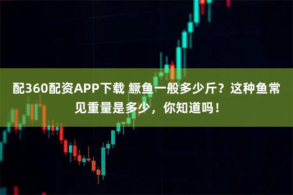 配360配资APP下载 鳜鱼一般多少斤？这种鱼常见重量是多少，你知道吗！
